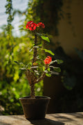 Corona Cristo Pequeña