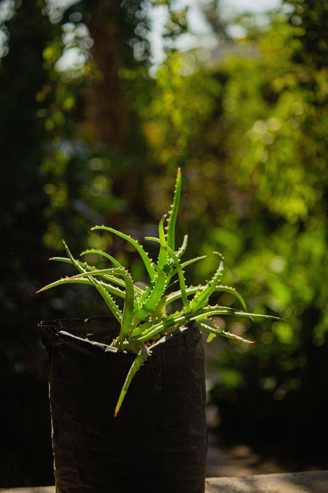 Sabila / Aloe Vera