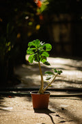 Palma Licuala Pequeña