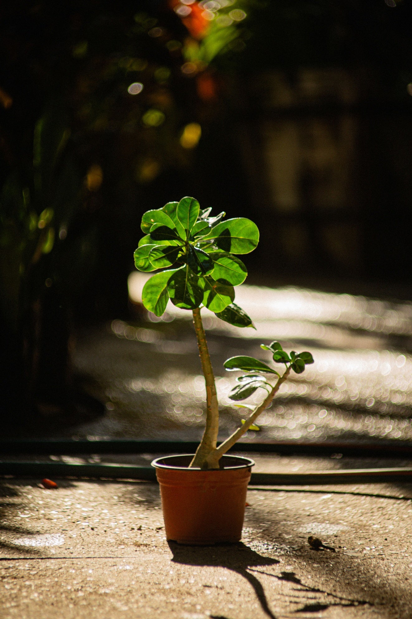 Palo Brazil Pequeño