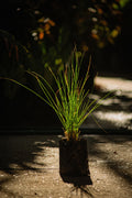 Flor del Desierto