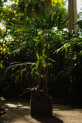 Pasto Pennisetum Verde