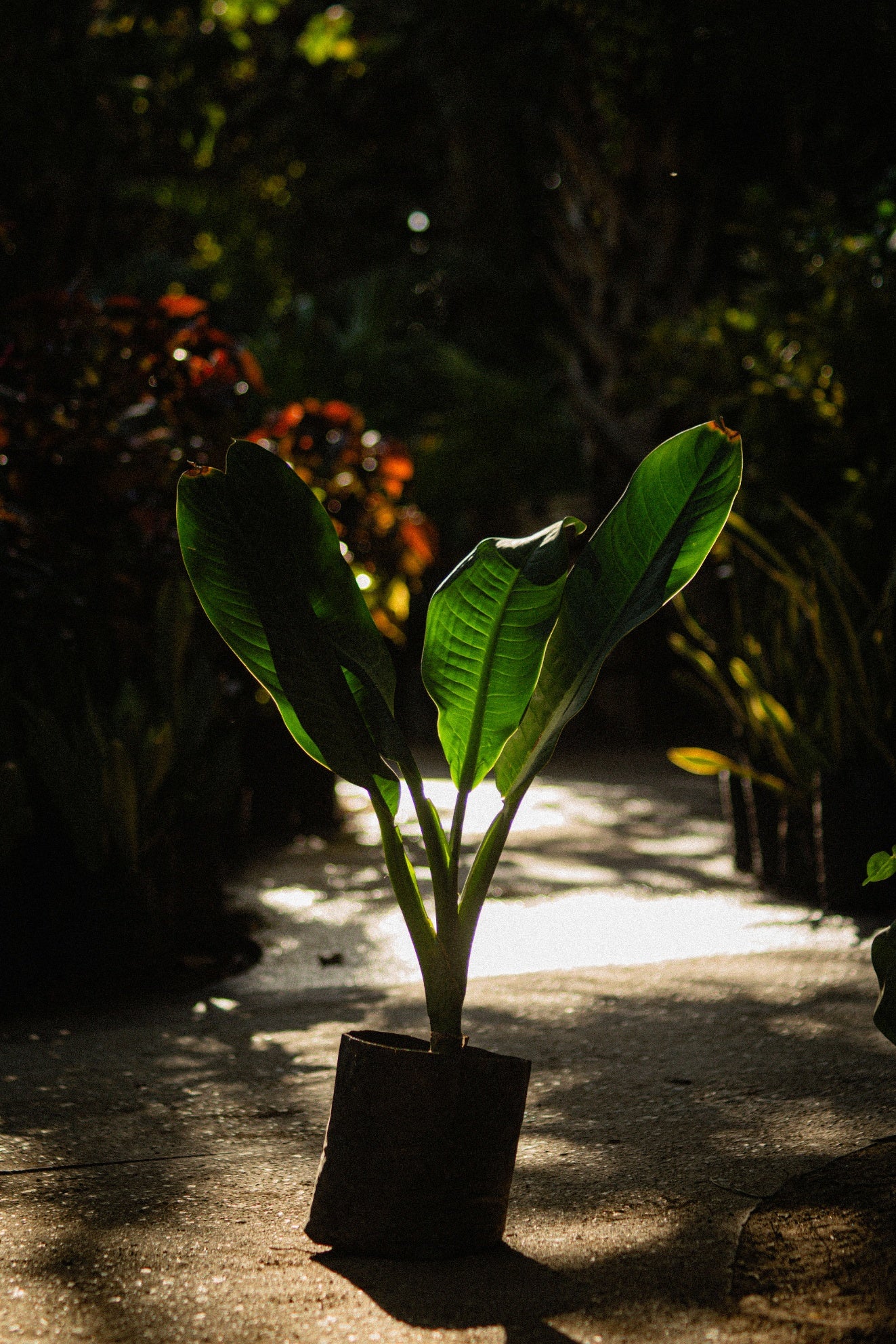 Cocoloba Uvifera
