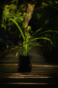 Amohena Verde