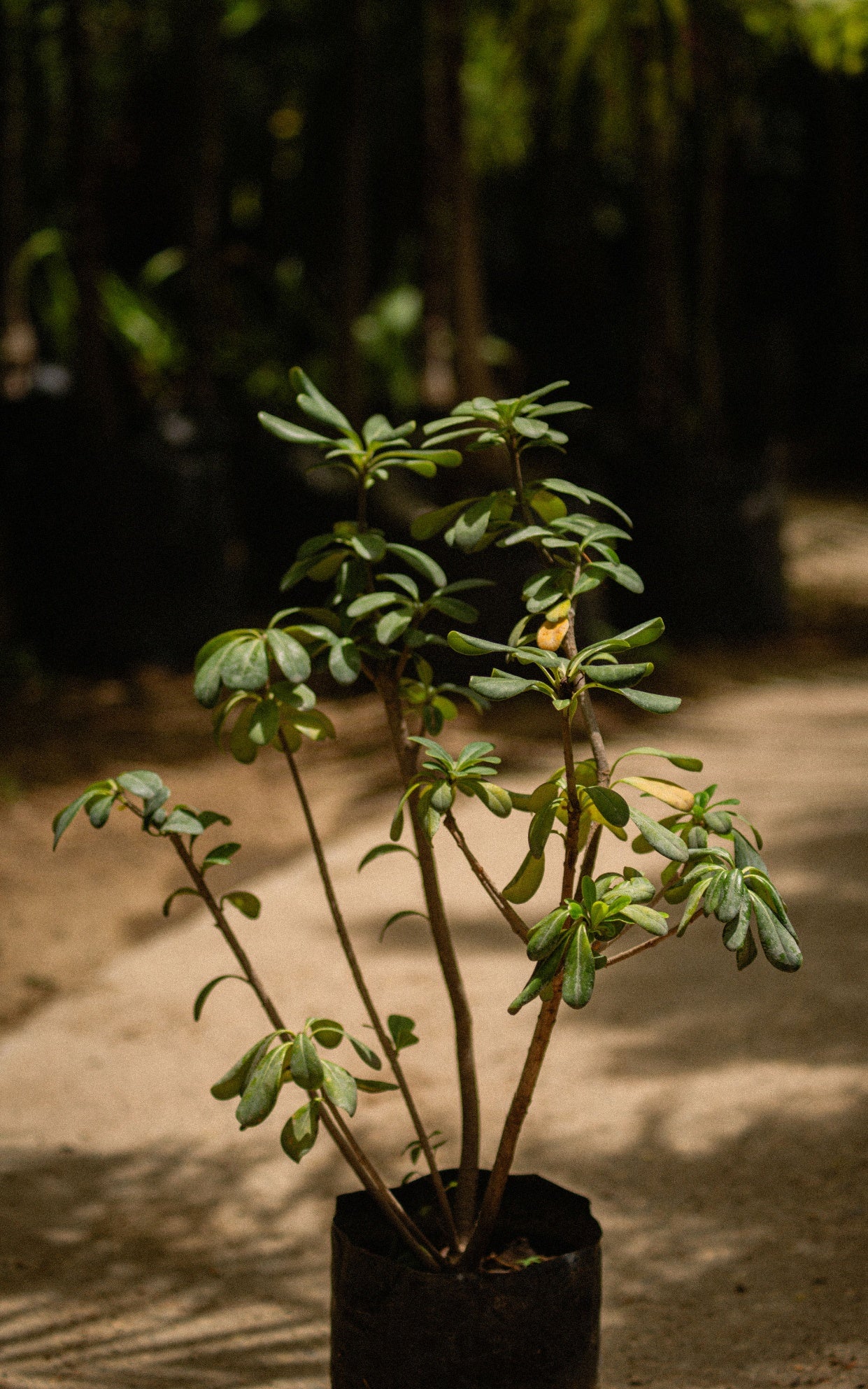 Suculenta Rosio