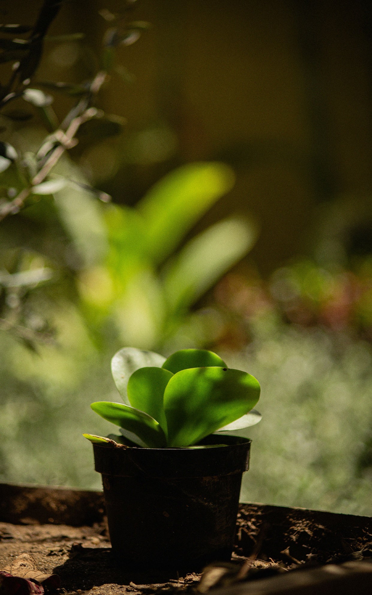 Suculenta Calanchoe
