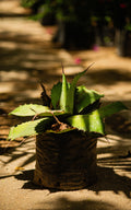 Lantana