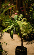 Agave Atenuata